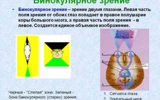 Особенности бинокулярного зрения и его влияние на восприятие