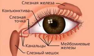 Почему слипаются глаза по утрам и что делать для улучшения состояния