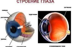 Как устроен глаз человека: структура и функции