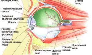 Что входит в оптическую систему глаза — функции и заболевания, их влияние на зрение