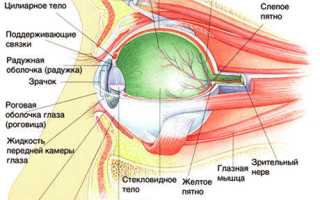 Что входит в оптическую систему глаза — функции и заболевания, их влияние на зрение