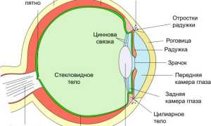 Строение и болезни передней камеры глаза: важные аспекты здоровья