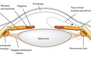 Строение и функциональное назначение цилиарного тела глаза: важные аспекты анатомии