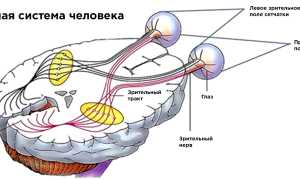 Строение и функции зрительного тракта человека