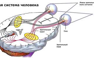 Строение и функции зрительного тракта человека