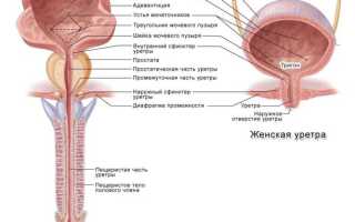 Можно ли заразиться циститом