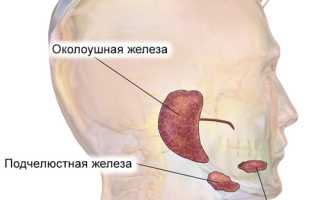 Строение и назначение слёзных желёз человека