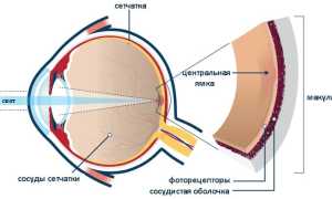 Для чего нужно жёлтое пятно глаза: важные аспекты и функции