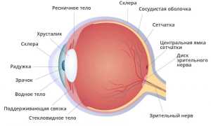 Анатомия глазницы — строение, функции и возможные заболевания человека