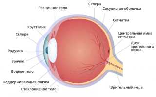 Анатомия глазницы — строение, функции и возможные заболевания человека